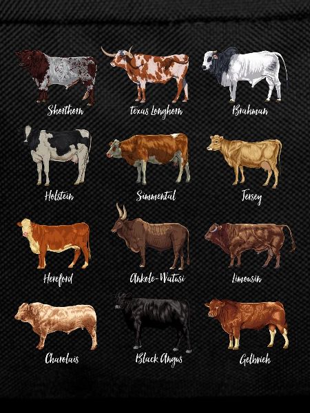 Cattle drawings - cow motif