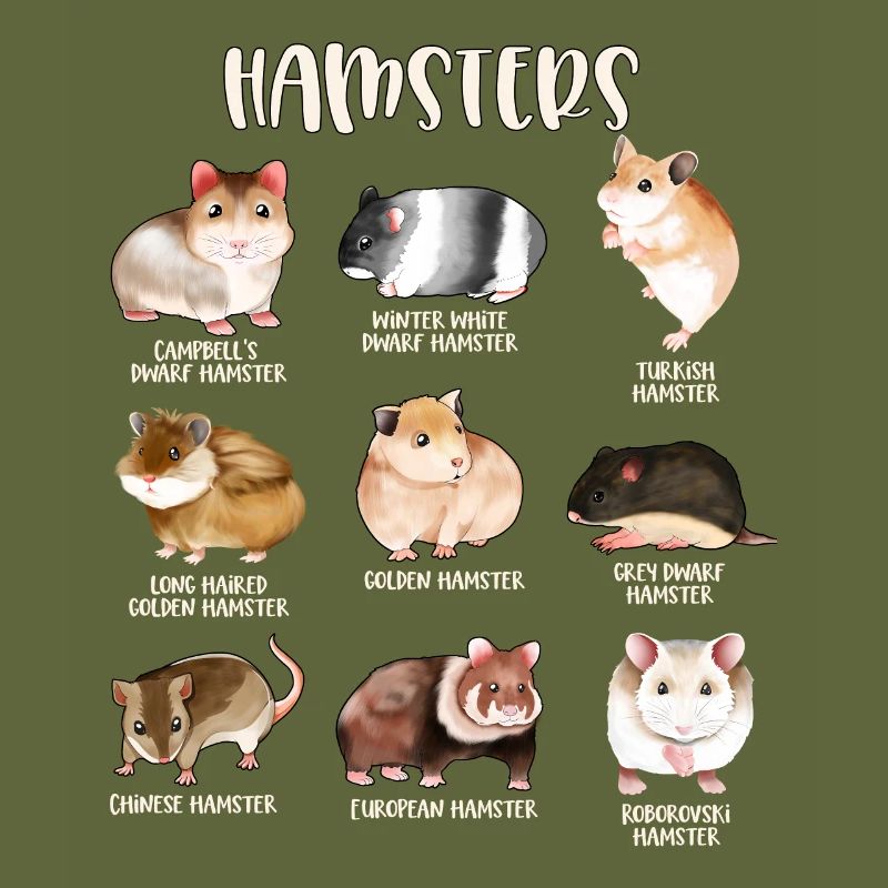 De nombreuses espèces de hamsters