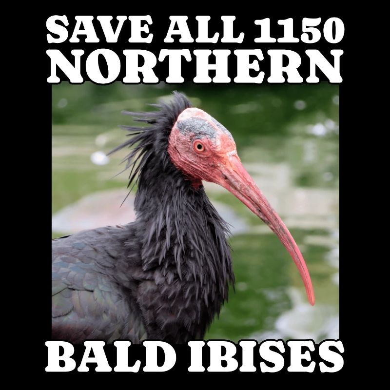 Save Northern Bald Ibis