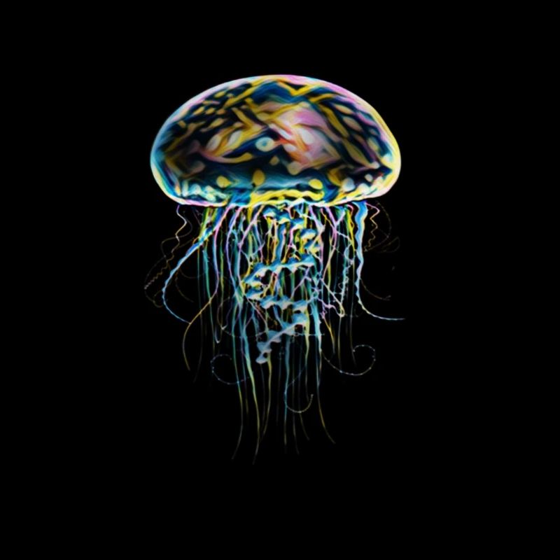 Jellyfish