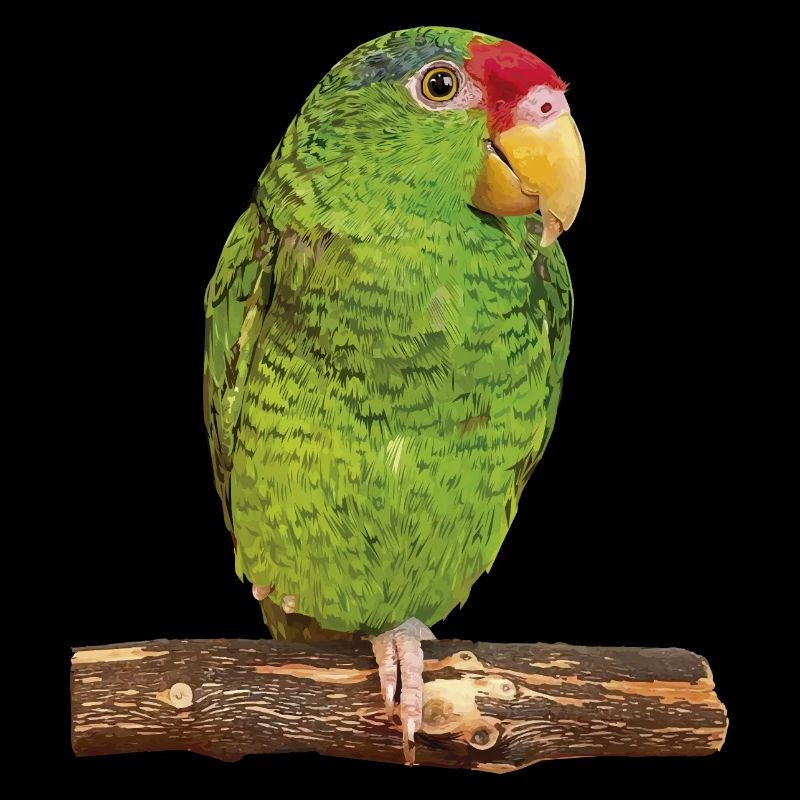 The Tamaulipas parrot
