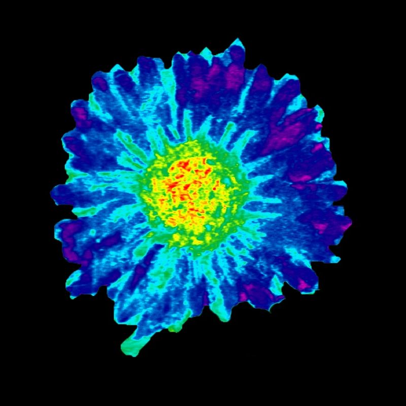 sunflower222