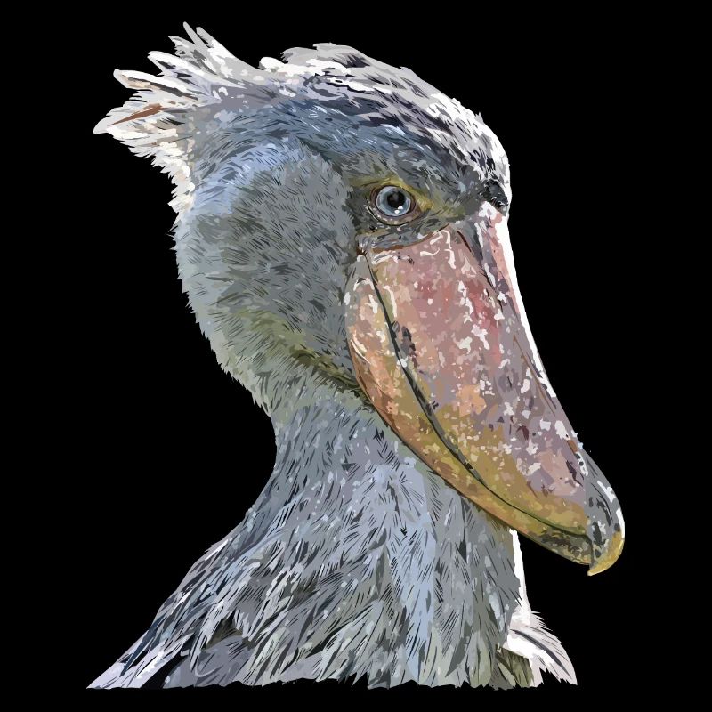 shoebill