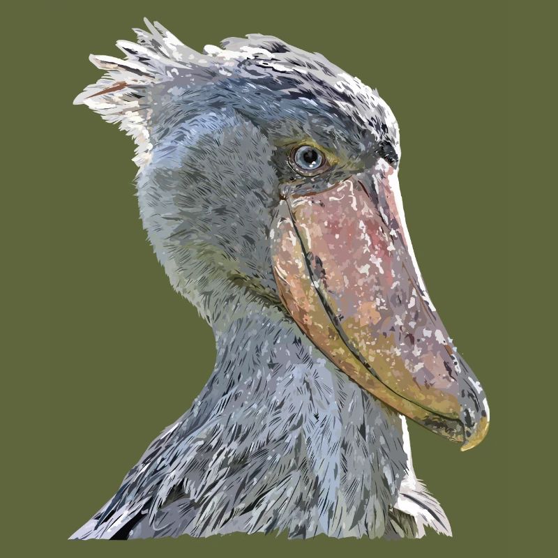 shoebill
