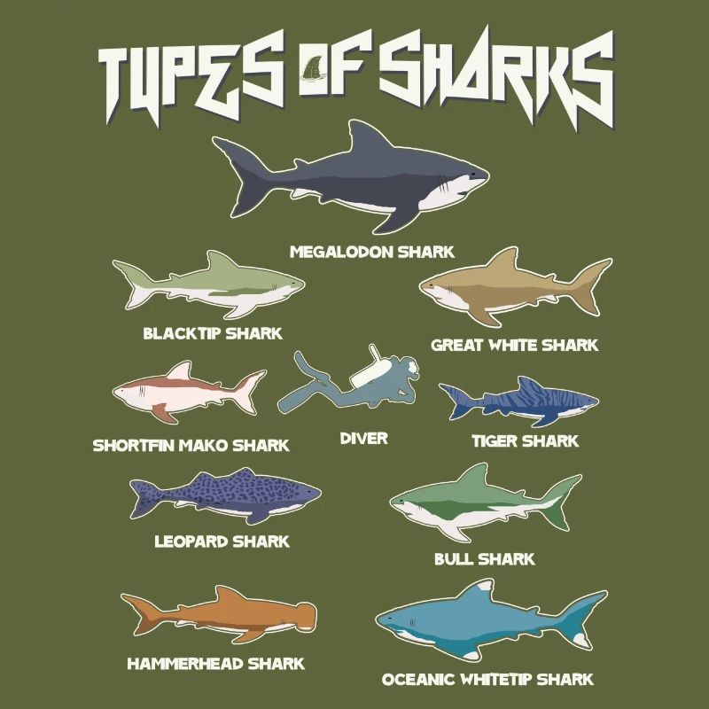 Types de requins, Megaldon, Black Tip, Tiger Shark