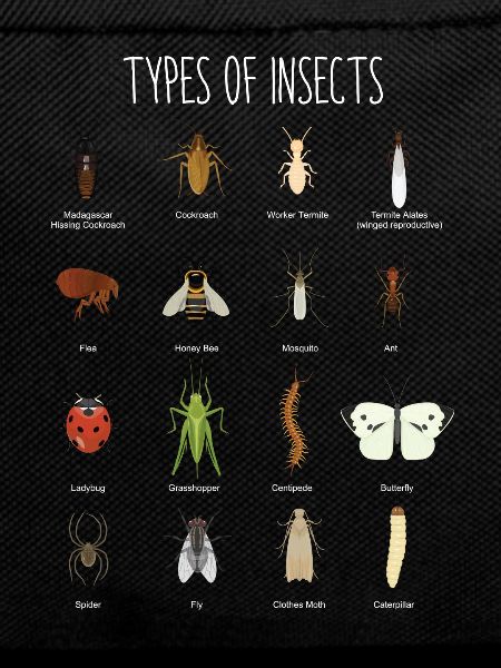 Insects, insect species, butterfly, ladybug