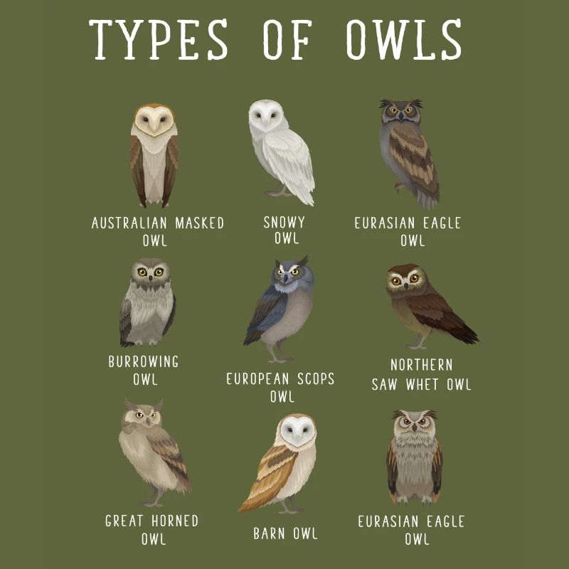 Eulentypen, Eule, Eulen, Schneeeule, Barn Owl