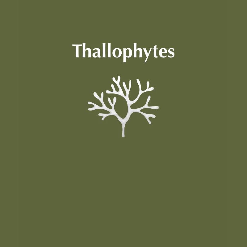 Thallophyten