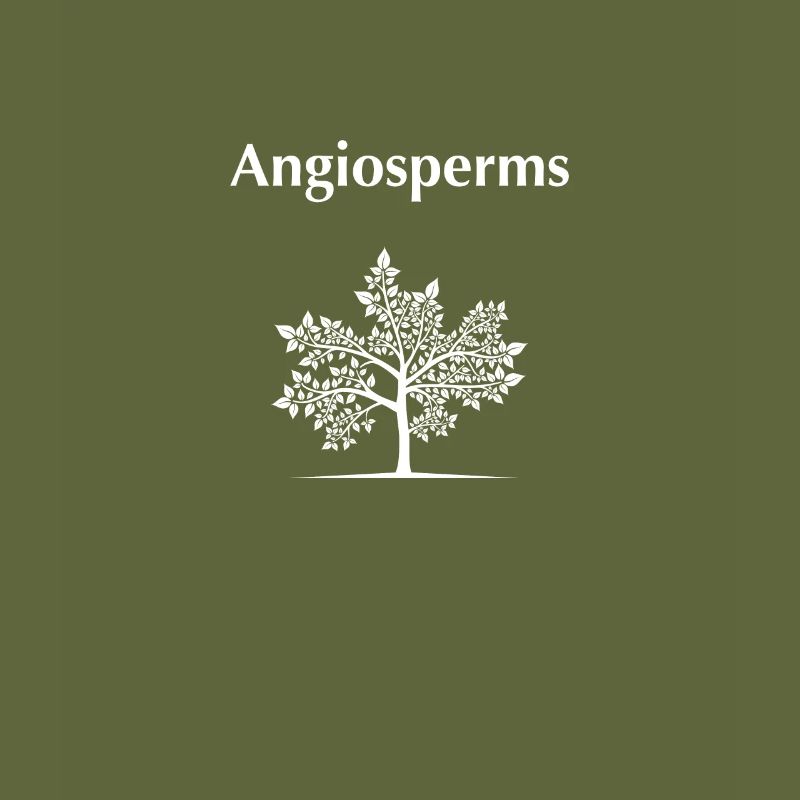 Angiospermes