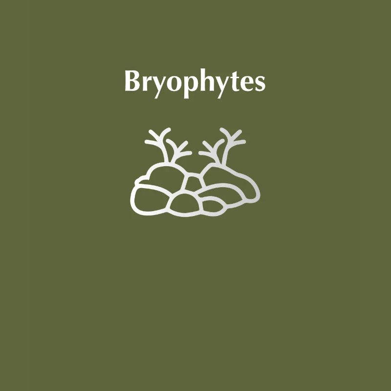 Bryophyten