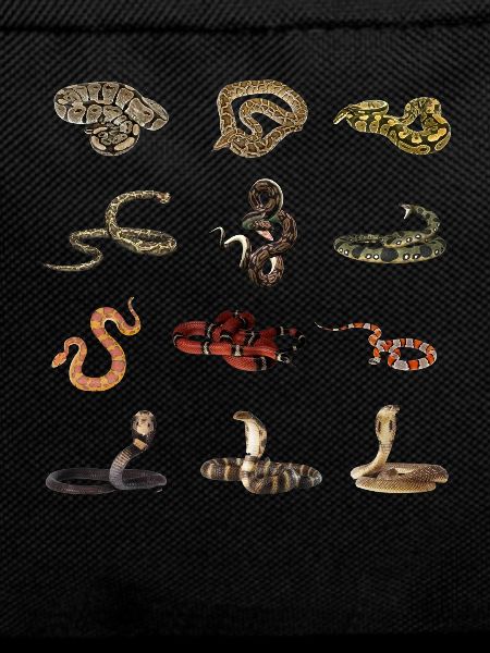 Different snake species