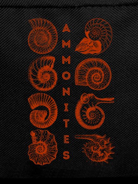 AMMONITES - Fossil - Paleontology - Student