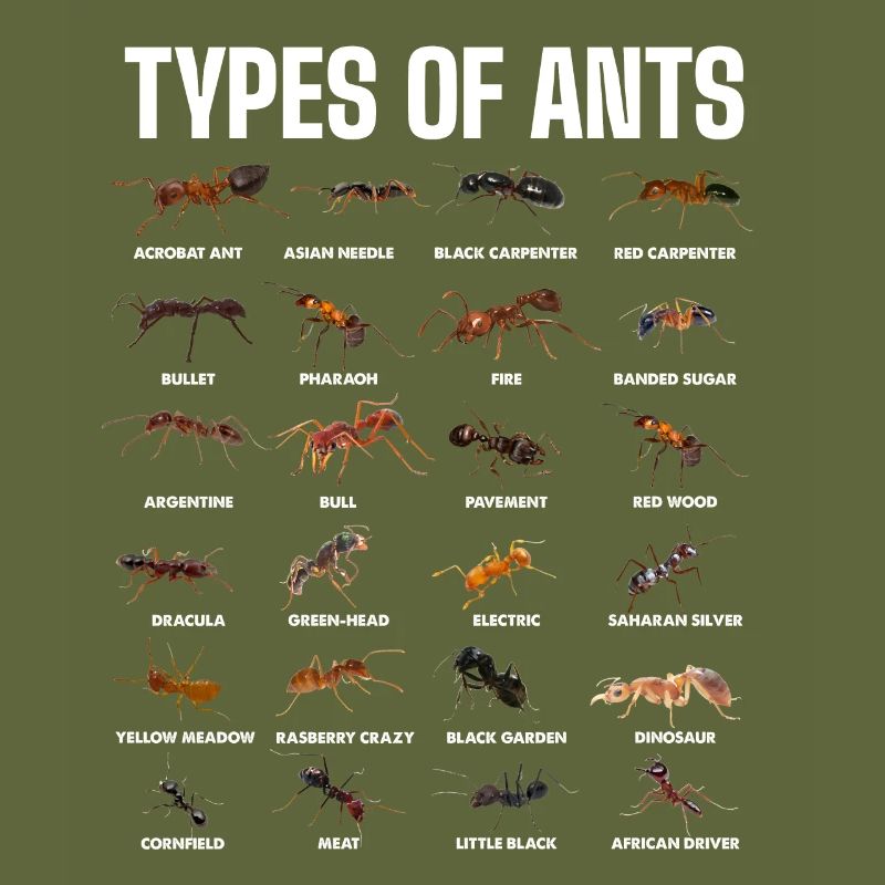 Types de fourmis pour les amateurs de fourmis