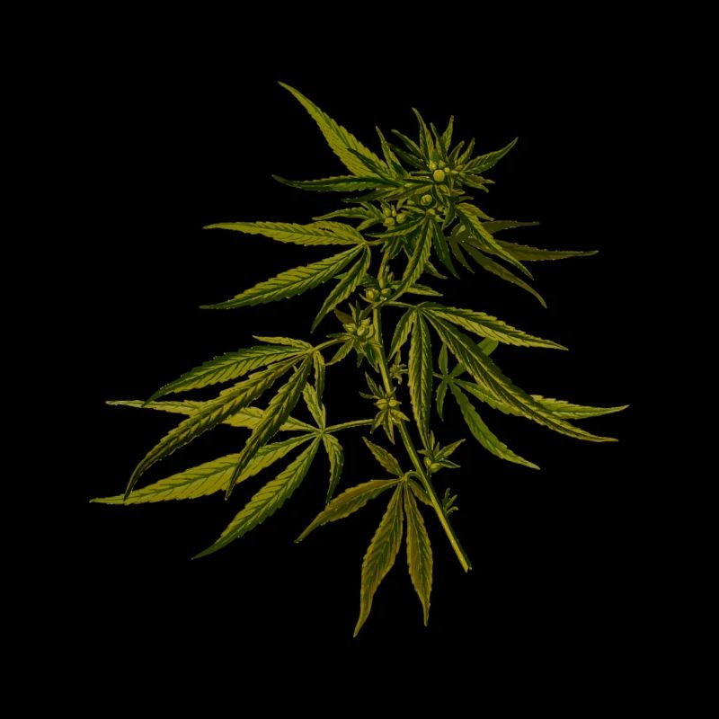 Cannabis