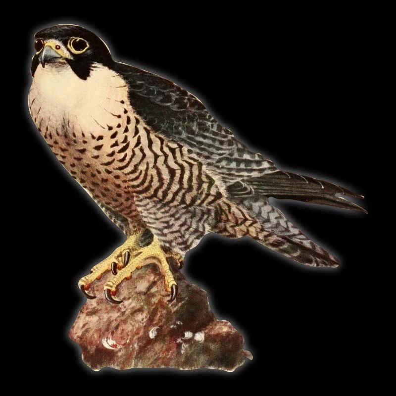 Falcon kestrel