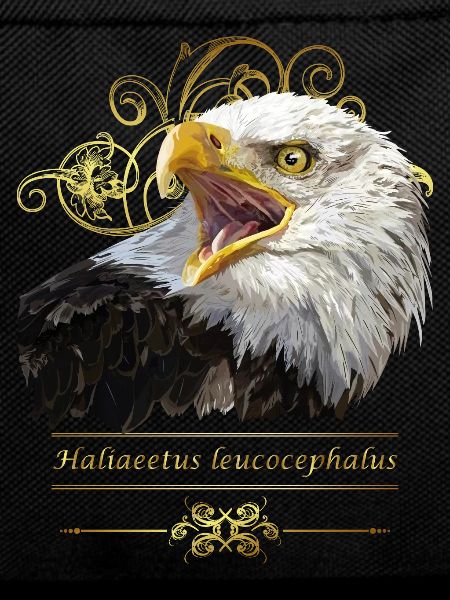 Aigle chauve