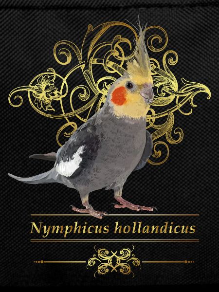 Nympha cockatoo