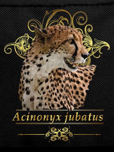 cheetah