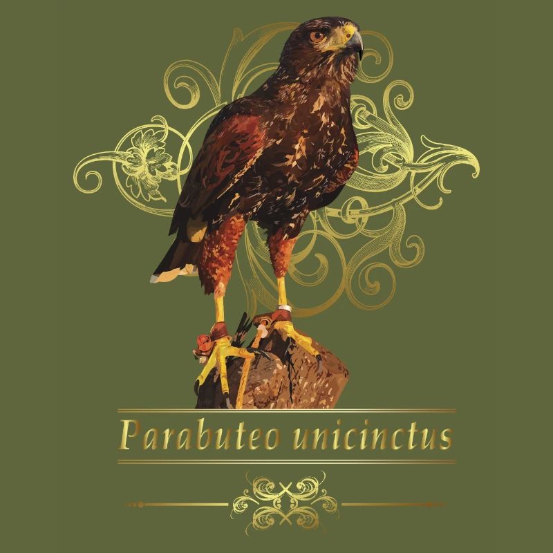 Reddish-reddish hawk