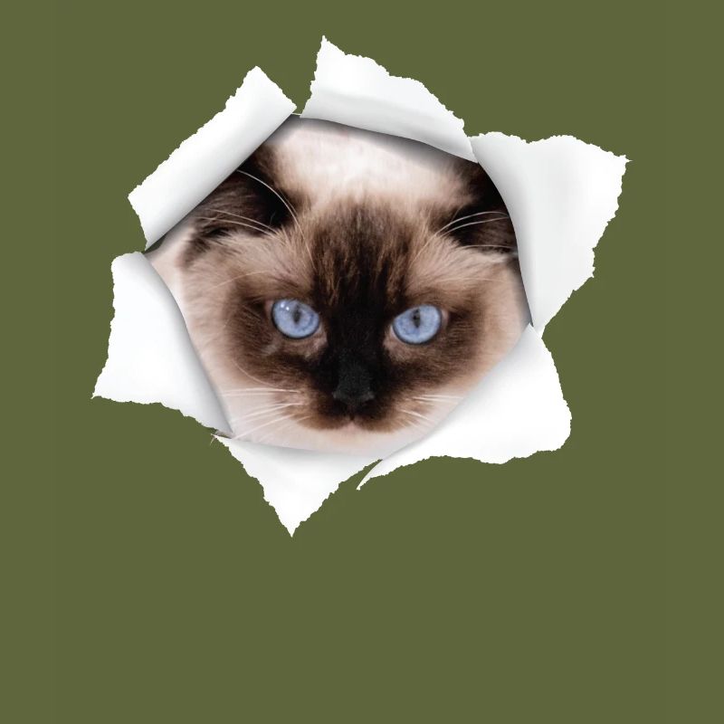 Nice Cat Torn - Ragdoll Cat