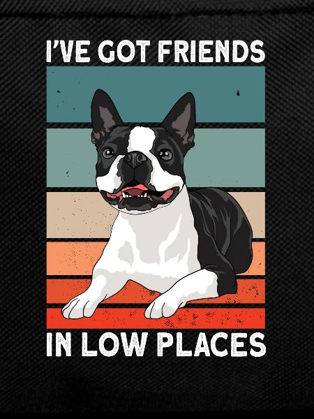 Boston Terrier Dog