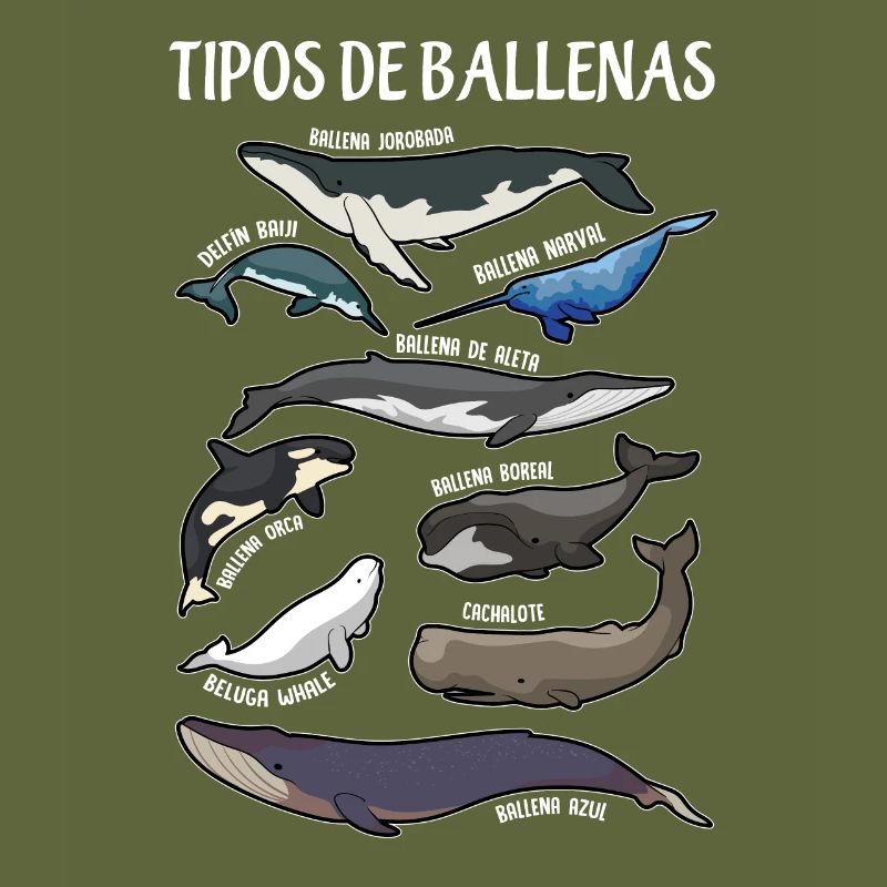 Types de baleines Ilustaciones Espagnol