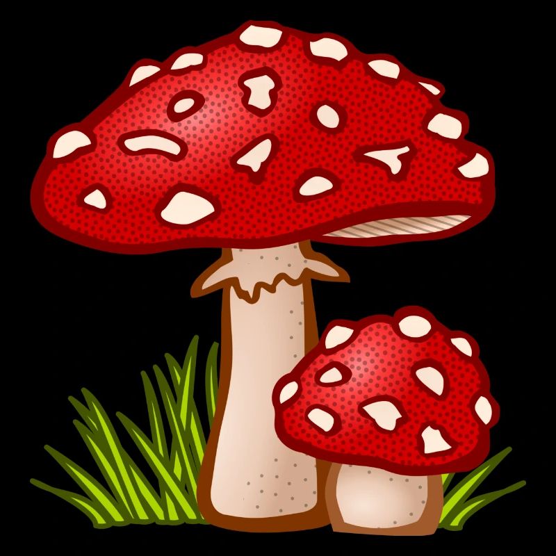 champignons champignons champignons légumes légumes vegetables18