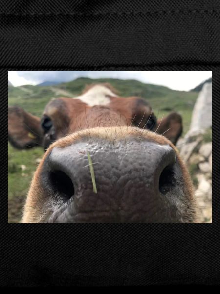 Cow nose