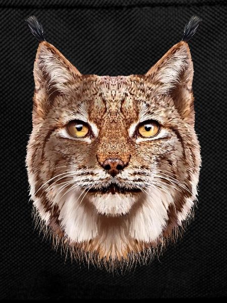 lynx