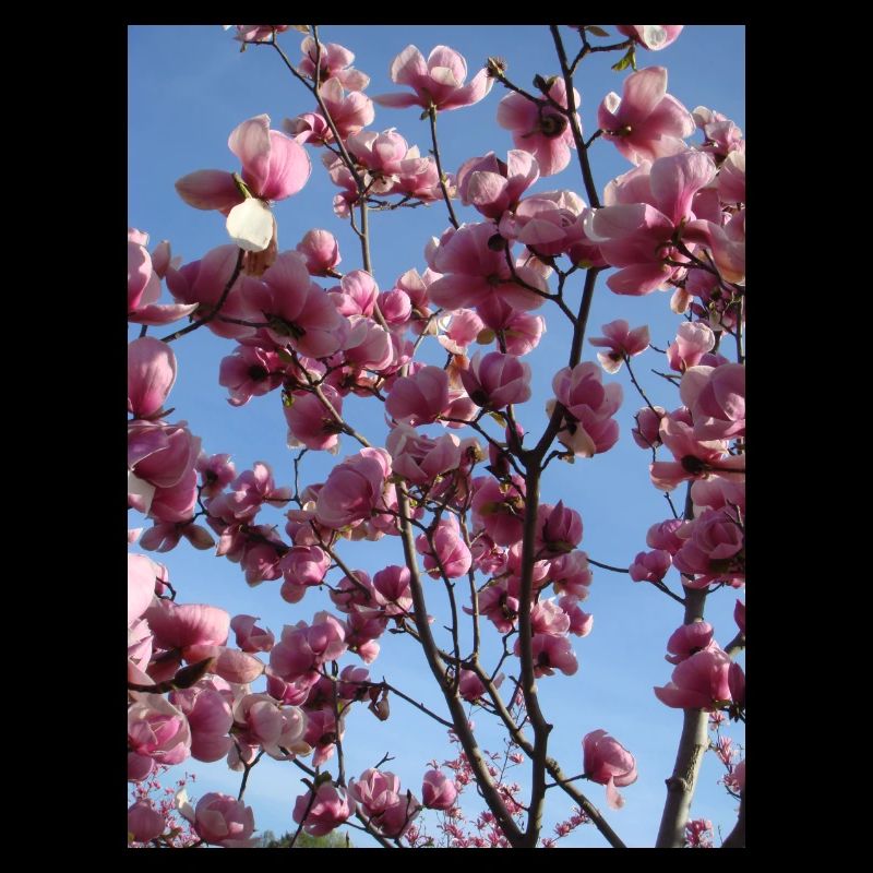 pink magnolia branches in spring