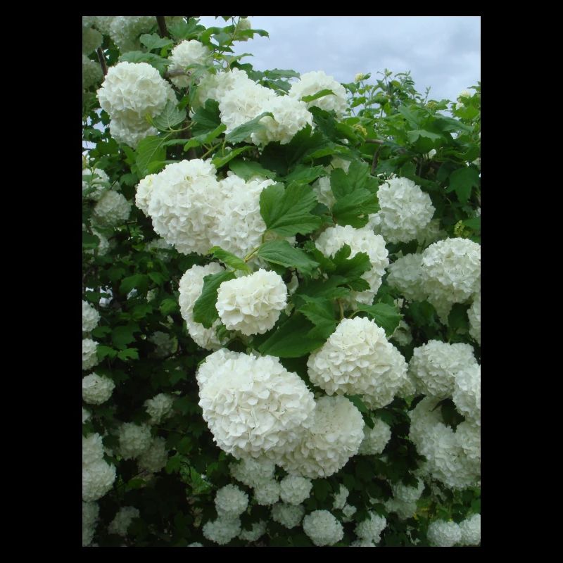 Branches boule de neige blanches - Printemps