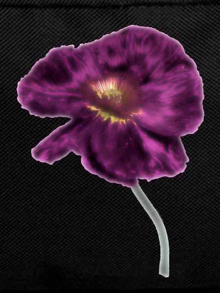 Intense Magenta Poppy