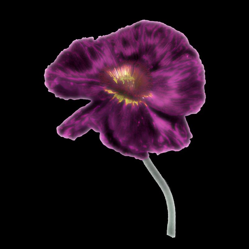 Intense Magenta Poppy
