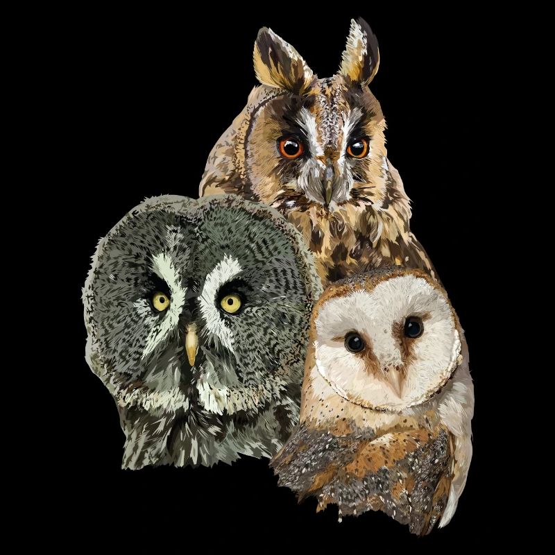 Owls