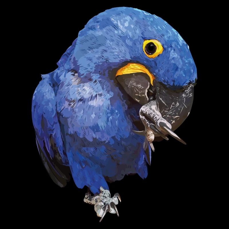 Hyacinth Macaw