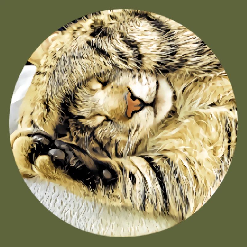 Chubby sleeping tabby cat