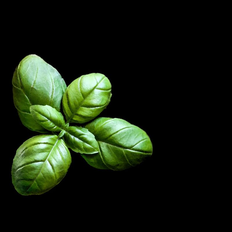 Basil Kraeuter Greenblack