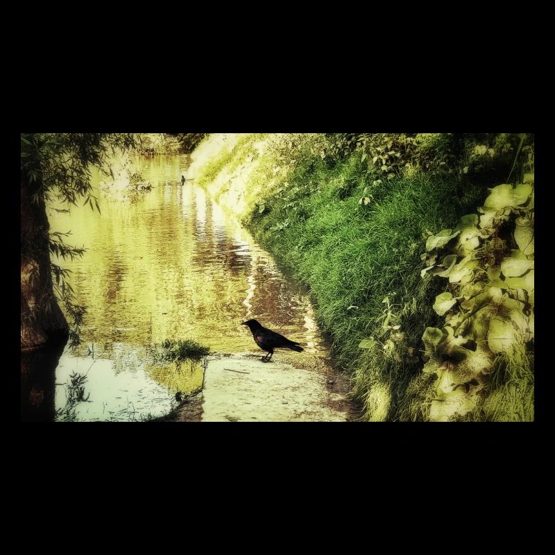 Raven on yellow river