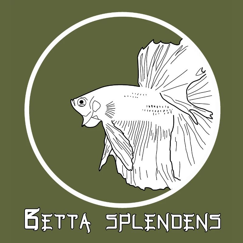 Betta splendens (Halfmoon)