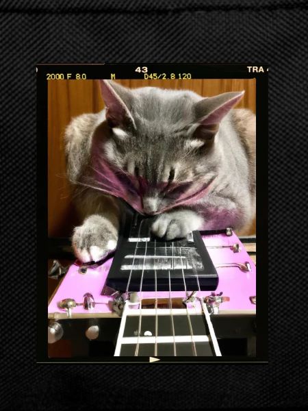 Pedal Steel Guitar