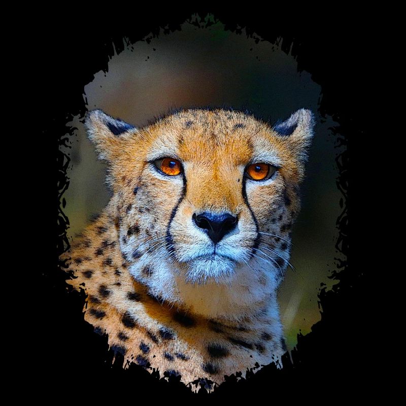 cheetah