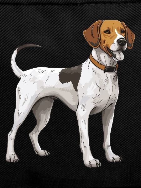 Chien Beagle