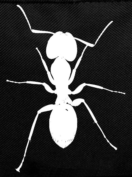 Ant