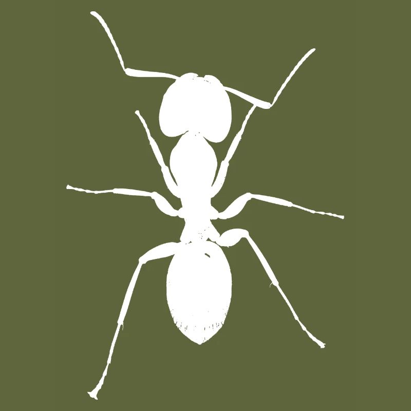 Ant