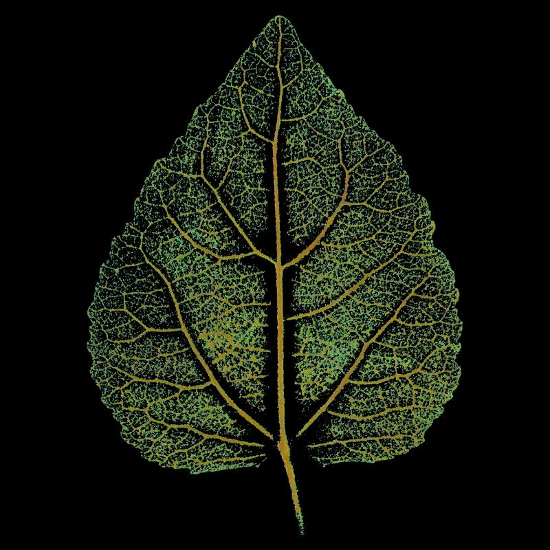 Lindenblatt - Impression d’art / FEUILLE - Forêt Nature