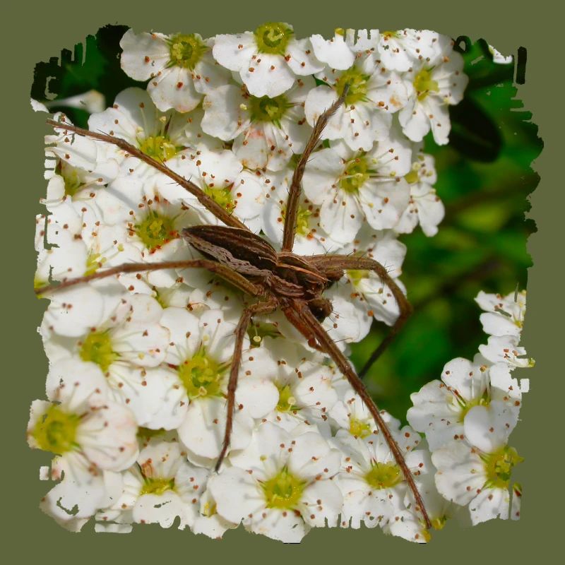 Liste des araignées sont une espèce d’araignées araignées dans les jardins