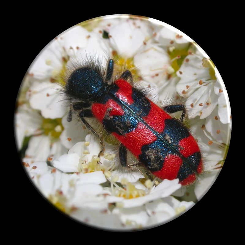 The bee beetle or beewolf