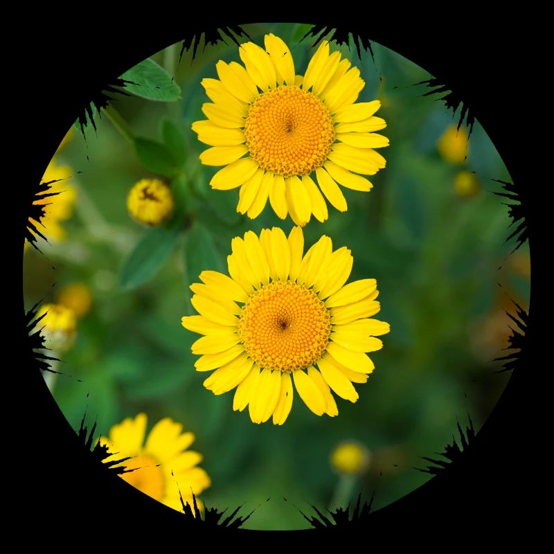 Dyer's chamomile (Anthemis tinctoria)