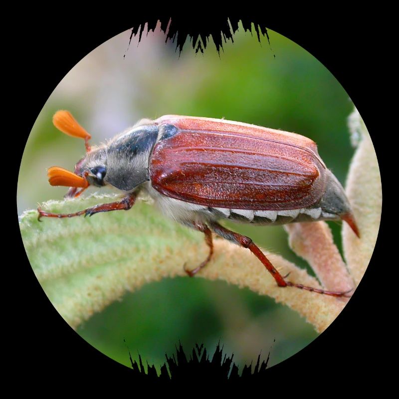 Der Maikäfer ist ein auffälliger Geselle