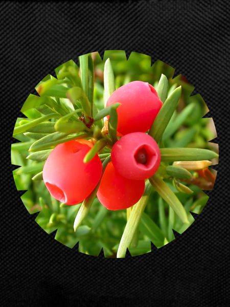 The yew, a native conifer